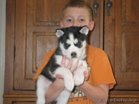  Сибирская Хаски - Изображение #1, Объявление #1122649