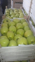 Продаю яблоки из Молдавии - Изображение #8, Объявление #1201747