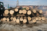 Брус из дуба, пиломатериал твердых сортов дерева, дуб, бук, ясень, азобе, azobe - Изображение #9, Объявление #1284815