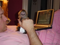 Обезьян-капуцинов Доступные - Изображение #1, Объявление #1286165