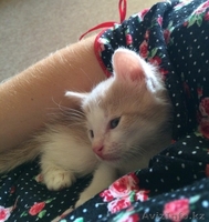 Персиковый котенок в добрые руки - Изображение #2, Объявление #1320827