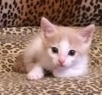 Персиковый котенок в добрые руки - Изображение #1, Объявление #1320827