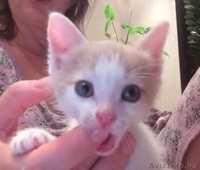 Персиковый котенок в добрые руки - Изображение #3, Объявление #1320827