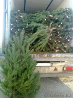 Новогодние  елки оптом из РФ - Изображение #2, Объявление #1510824