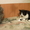 Британские и сиамоориентальные котята - Изображение #1, Объявление #594406