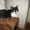 Британские и сиамоориентальные котята - Изображение #3, Объявление #594406