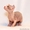 Продаю котят породы Канадский сфинкс - Изображение #2, Объявление #776788