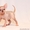 Продаю котят породы Канадский сфинкс - Изображение #7, Объявление #776788