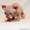 Продаю котят породы Канадский сфинкс - Изображение #1, Объявление #776788
