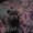 Опытный кот породы скотишфолд голубого окраса ищет невесту породы скотишстрайст,  #782619