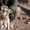 Алабай щенки продам - Изображение #2, Объявление #800296