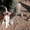 Алабай щенки продам - Изображение #1, Объявление #800296