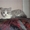 Ориентальные, британские котята - Изображение #4, Объявление #811632