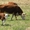 Товарный и чистопородный племенной скот на разведение - Изображение #2, Объявление #921812