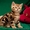 Шотландские вислоухие и прямоухие котята драгоценных окрасов. - Изображение #3, Объявление #995385