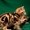 Шотландские вислоухие и прямоухие котята драгоценных окрасов. - Изображение #4, Объявление #995385