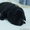 Продаются щенки лабрадора ретривера черного цвета с родословной - Изображение #3, Объявление #1034162