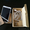 Apple iPhone 5S / Samsung Note 3 - Изображение #2, Объявление #1042702