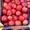 Продаю яблоки из Молдавии - Изображение #5, Объявление #1201747