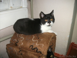 Британские и сиамоориентальные котята - Изображение #3, Объявление #594406