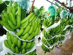 Бананы IMPERIAL