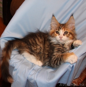 Мейн кун котята