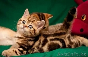 Шотландские вислоухие и прямоухие котята драгоценных окрасов. - Изображение #2, Объявление #995385
