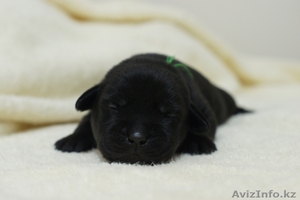Продаются щенки лабрадора ретривера черного цвета с родословной - Изображение #2, Объявление #1034162