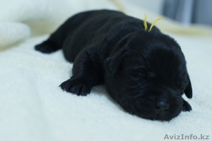 Продаются щенки лабрадора ретривера черного цвета с родословной - Изображение #3, Объявление #1034162