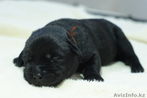 Продаются щенки лабрадора ретривера черного цвета с родословной - Изображение #4, Объявление #1034162