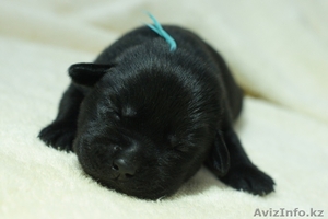 Продаются щенки лабрадора ретривера черного цвета с родословной - Изображение #5, Объявление #1034162