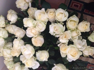 Белые розы из Голландии - Изображение #1, Объявление #1035800