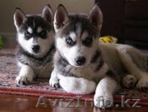 они лучшие Сибирский хаски для свободного принятия