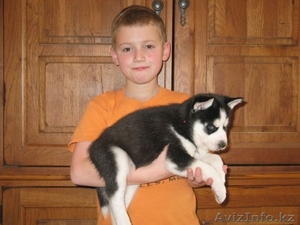 Перспективные щенки хаски