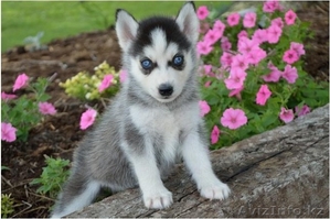 Щенки сибирской хаски