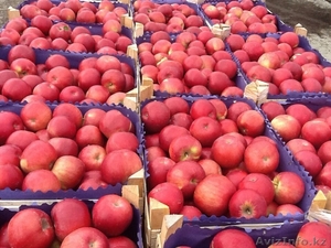 Продаю яблоки из Молдавии - Изображение #4, Объявление #1201747