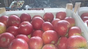 Продаю яблоки из Молдавии - Изображение #1, Объявление #1201747