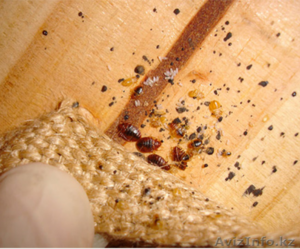 Профессиональная обработка от любых видов насекомых - Изображение #1, Объявление #1299155