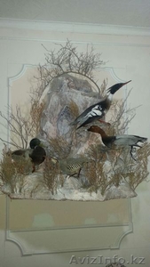 Художник-таксидермист выставил на продажу экспозиции чучел птиц - Изображение #1, Объявление #1336716