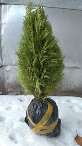 Саженцы Туи -1, 2 м - 4000 тг