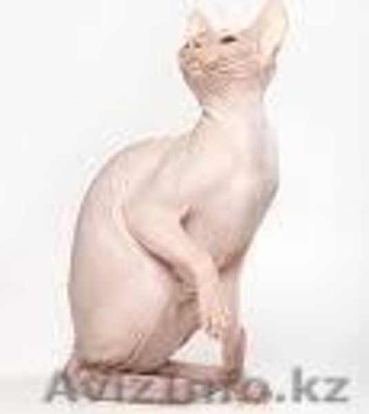 куплю,приму в дар котёнка сфинкса любого вида. - Изображение #4, Объявление #81886