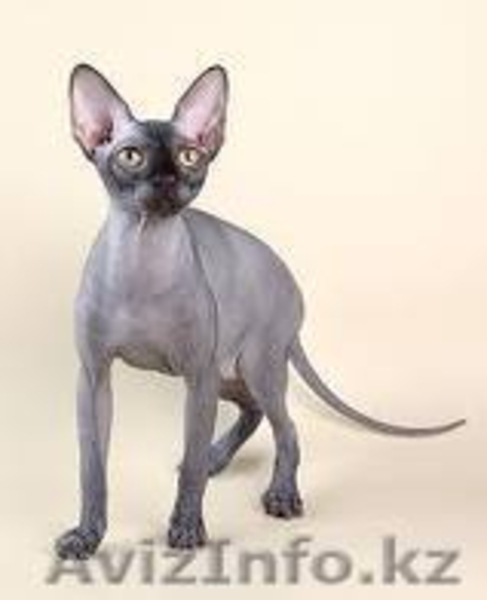 куплю,приму в дар котёнка сфинкса любого вида. - Изображение #1, Объявление #81886