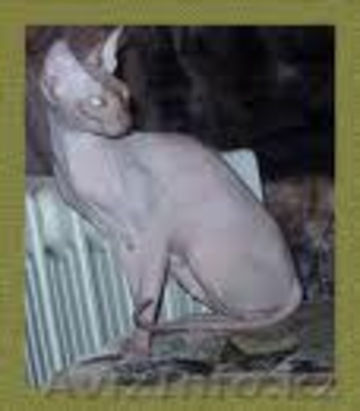 куплю,приму в дар котёнка сфинкса любого вида. - Изображение #3, Объявление #81886