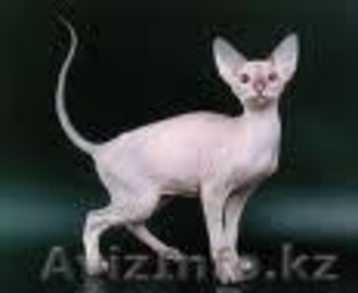 куплю,приму в дар котёнка сфинкса любого вида. - Изображение #2, Объявление #81886