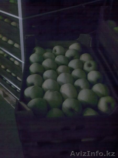 польские яблоки на исключительно высокого качества - Изображение #2, Объявление #130938