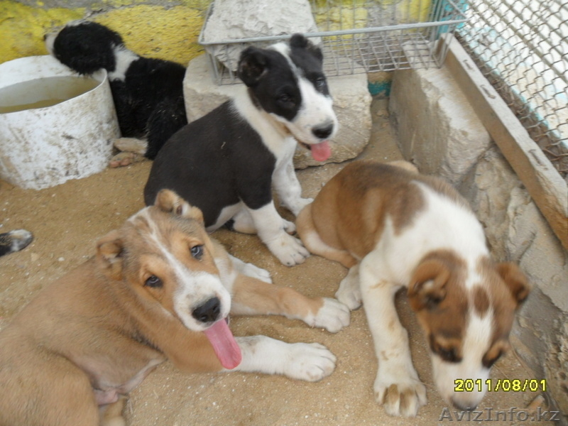 Среднеазиатские овчарки - Изображение #1, Объявление #335325