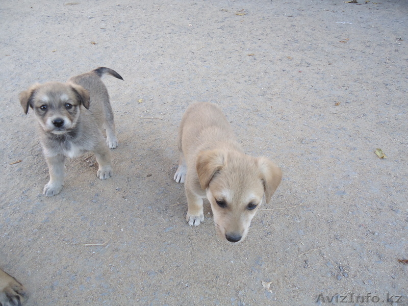 щенки везерфорд - Изображение #2, Объявление #395486