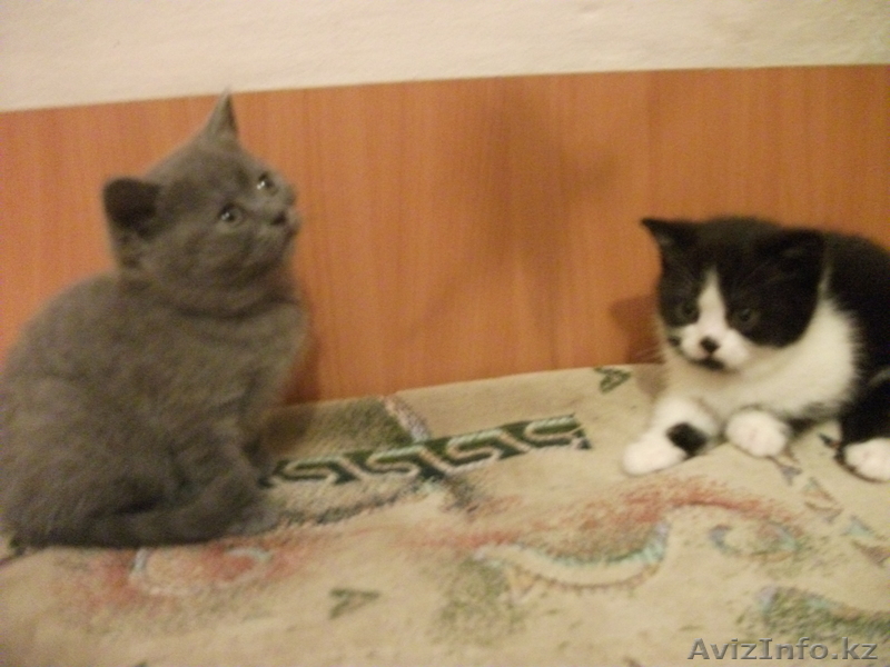 Британские и сиамоориентальные котята - Изображение #1, Объявление #594406