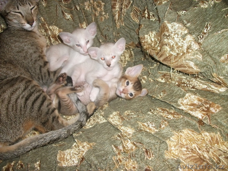 Британские и сиамоориентальные котята - Изображение #2, Объявление #594406