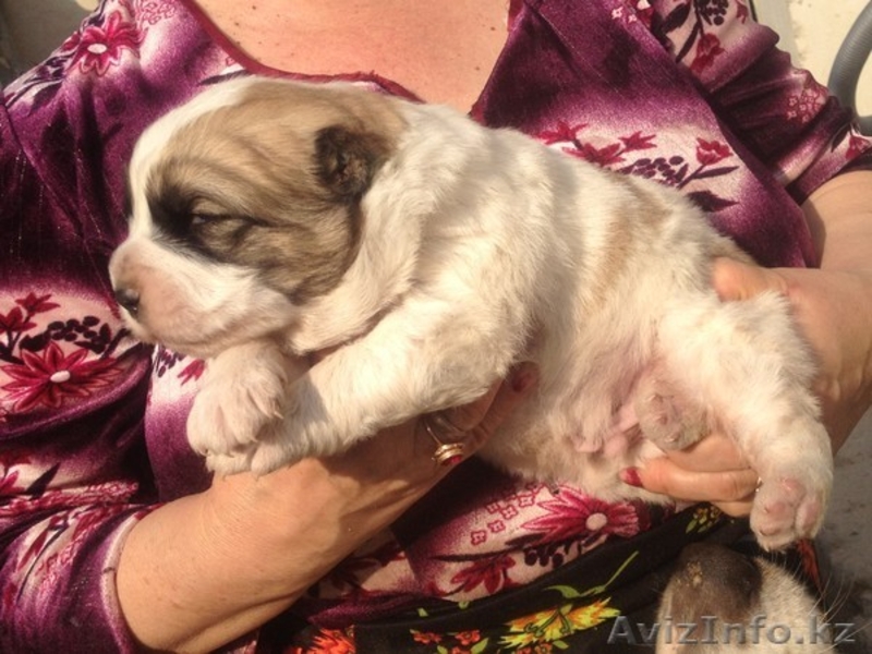 САО!!!!!!!!!!!!!!!! - Изображение #2, Объявление #643856